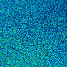 magenta green dew drop